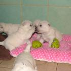08_miot_m_009.jpg