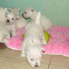 08_miot_m_010.jpg