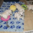 w.5weeks_old_kids.jpg