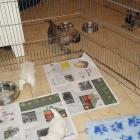 w.5weeks_old_meal_time01.jpg