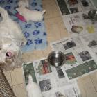w.5weeks_old_pups_dinner.jpg