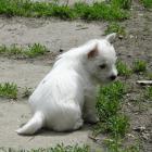 8_weeks_white.jpg